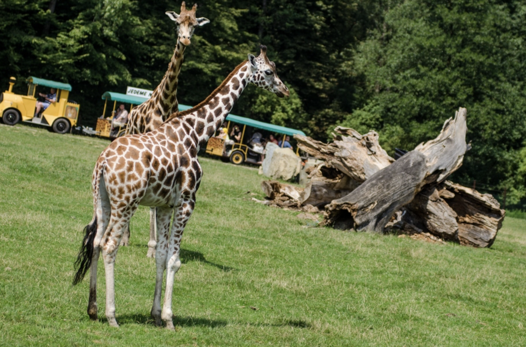 Žirafy Rothschildovy